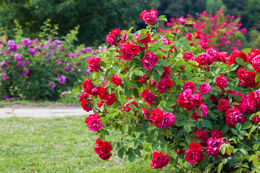 keřové růže v zahradě