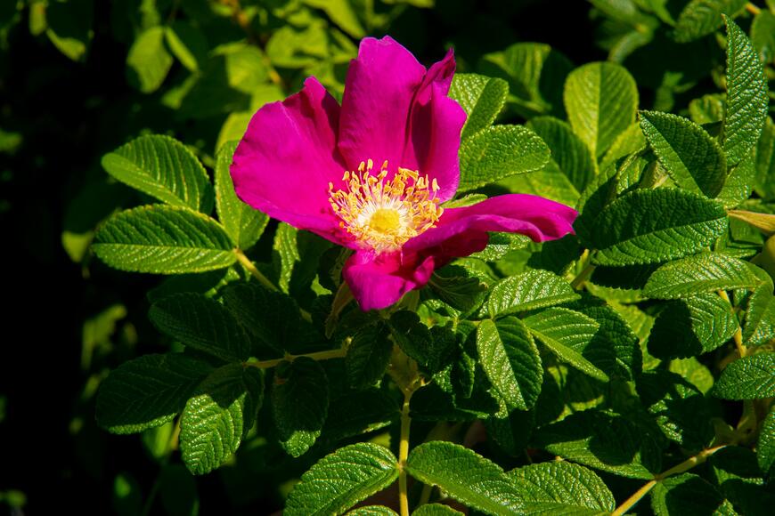 Rosa rugosa ''Rubra''_05