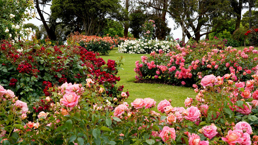 parkové sadové růže