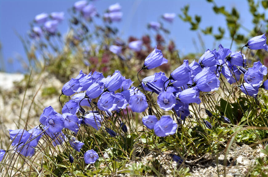 zvonek lžičkolistý_campanula cochleariifolia