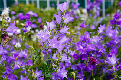 zvonky v zahradě Campanula Persicifolia