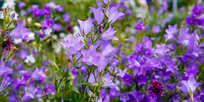 zvonky v zahradě Campanula Persicifolia