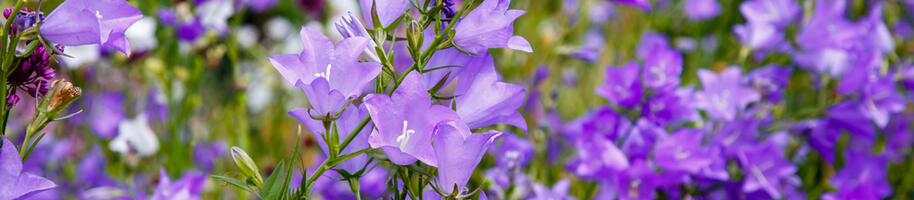 zvonky v zahradě Campanula Persicifolia