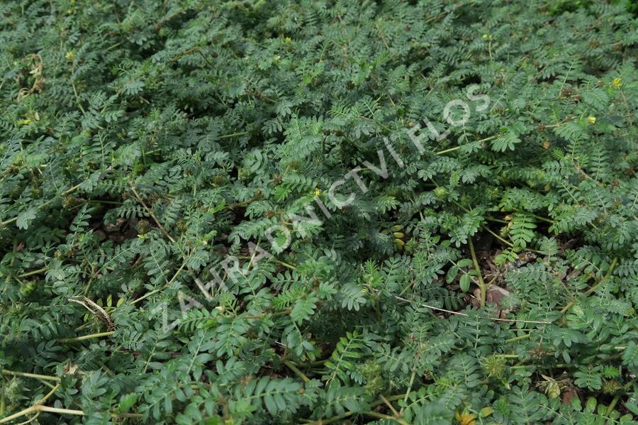 Kotvičník zemní - Tribulus terrestris