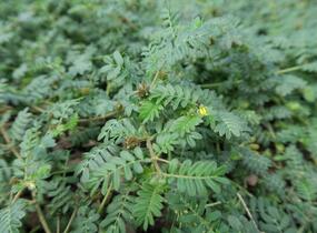 Kotvičník zemní - Tribulus terrestris