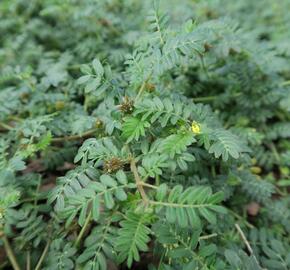 Kotvičník zemní - Tribulus terrestris