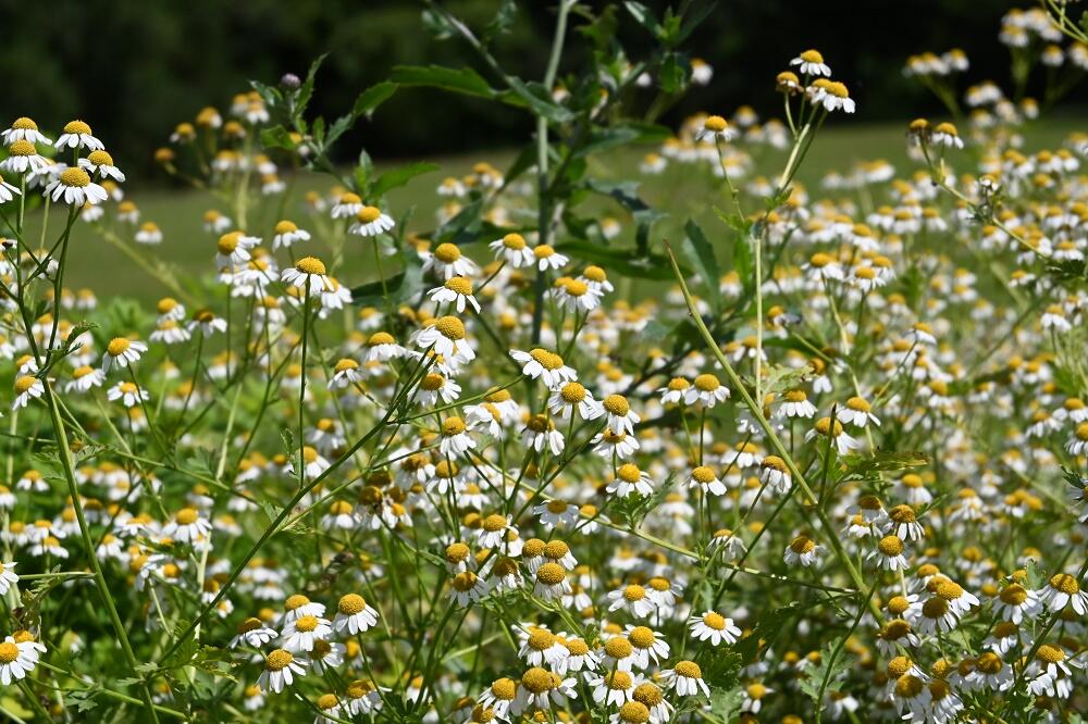 Heřmánek pravý - Matricaria chamomilla