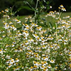 Heřmánek pravý - Matricaria chamomilla