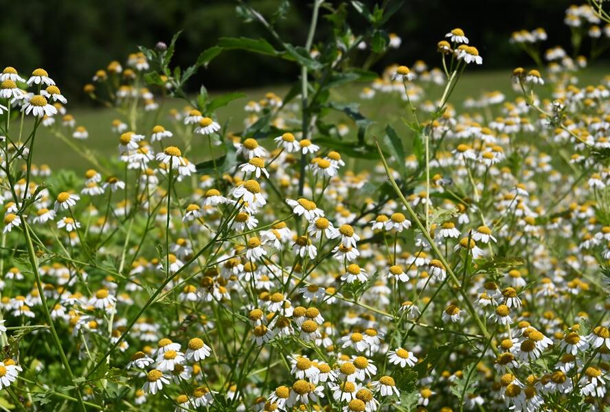 Heřmánek pravý - Matricaria chamomilla