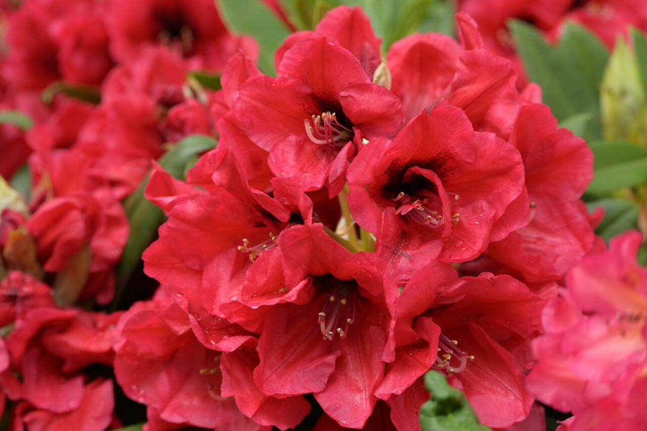 Pěnišník 'Red Devil' Rhododendron 'Red Devil' Zahradnictví FLOS
