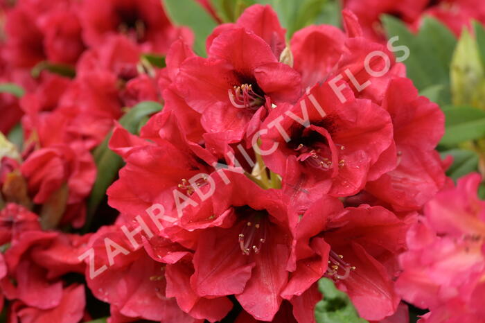 Pěnišník 'Red Devil' - Rhododendron 'Red Devil'