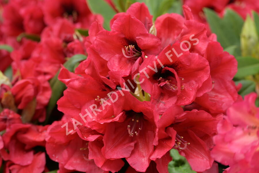 Pěnišník 'Red Devil' - Rhododendron 'Red Devil'