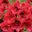 Pěnišník 'Red Devil' - Rhododendron 'Red Devil'