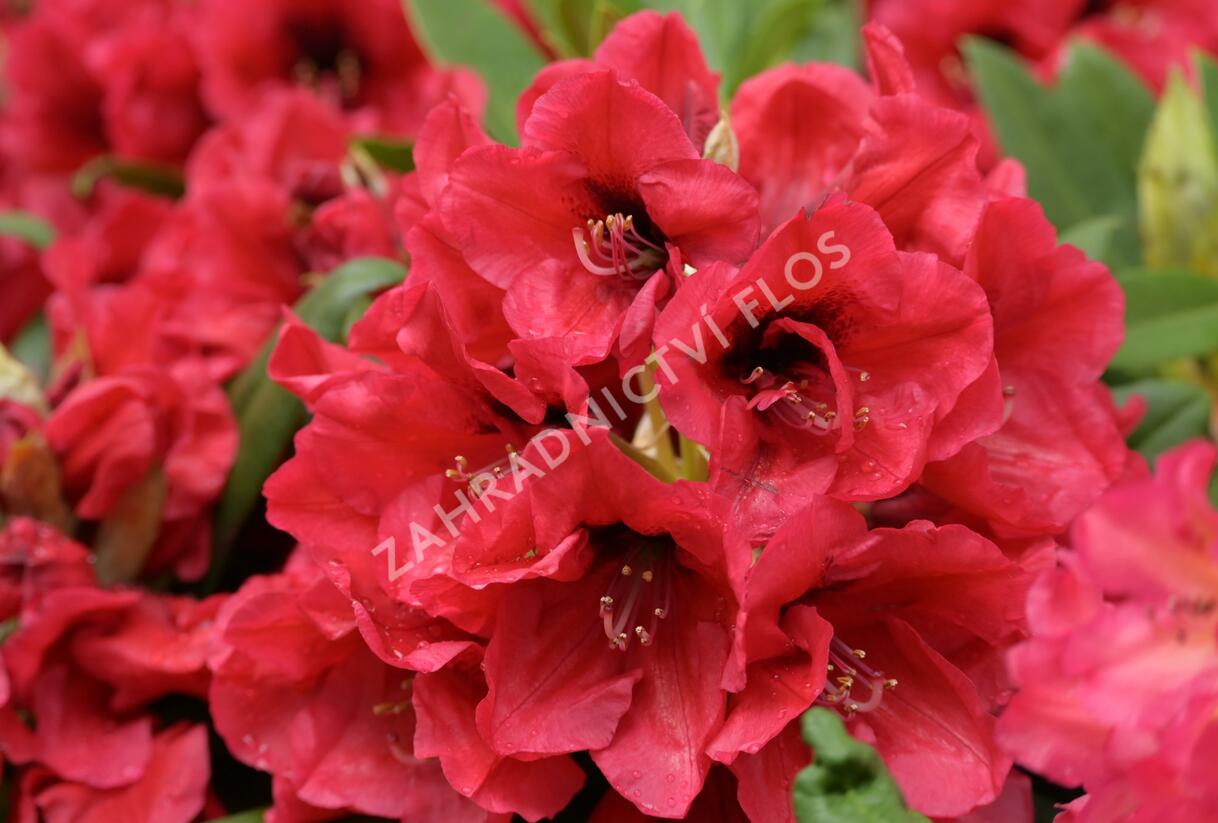 Pnink 'Red Devil' - Rhododendron 'Red Devil' | Zahradnictv FLOS