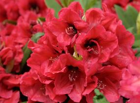 Pěnišník 'Red Devil' - Rhododendron 'Red Devil'