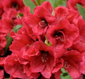 Pěnišník 'Red Devil' - Rhododendron 'Red Devil'