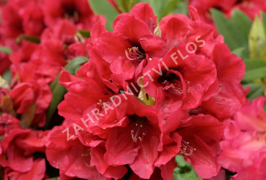 Pěnišník 'Red Devil' - Rhododendron 'Red Devil'