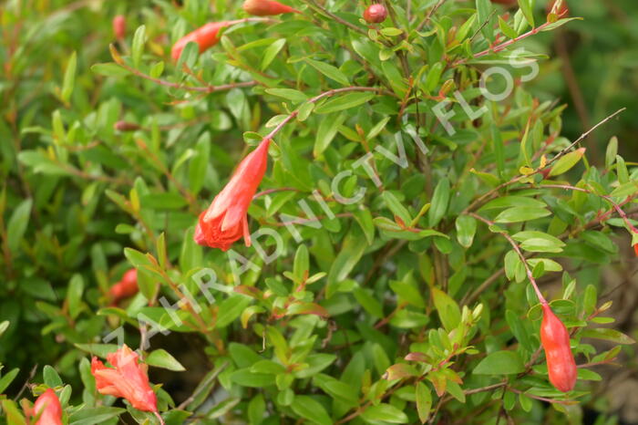 Marhaník 'Nana Gracilissima' - Punica granatum 'Nana Gracilissima'