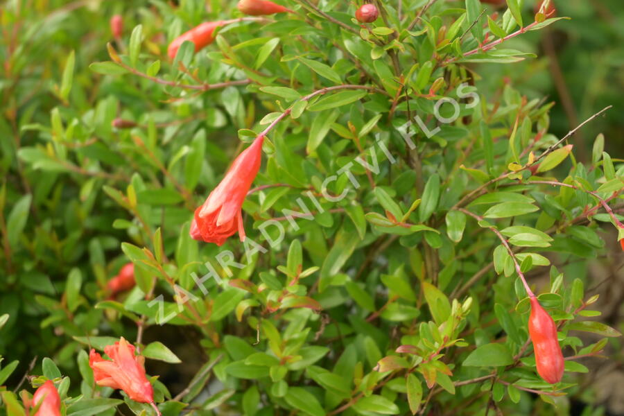 Marhaník 'Nana Gracilissima' - Punica granatum 'Nana Gracilissima'