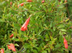 Marhaník 'Nana Gracilissima' - Punica granatum 'Nana Gracilissima'