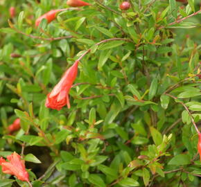 Marhaník 'Nana Gracilissima' - Punica granatum 'Nana Gracilissima'