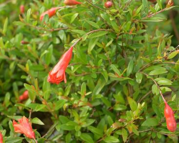 Marhaník 'Nana Gracilissima'