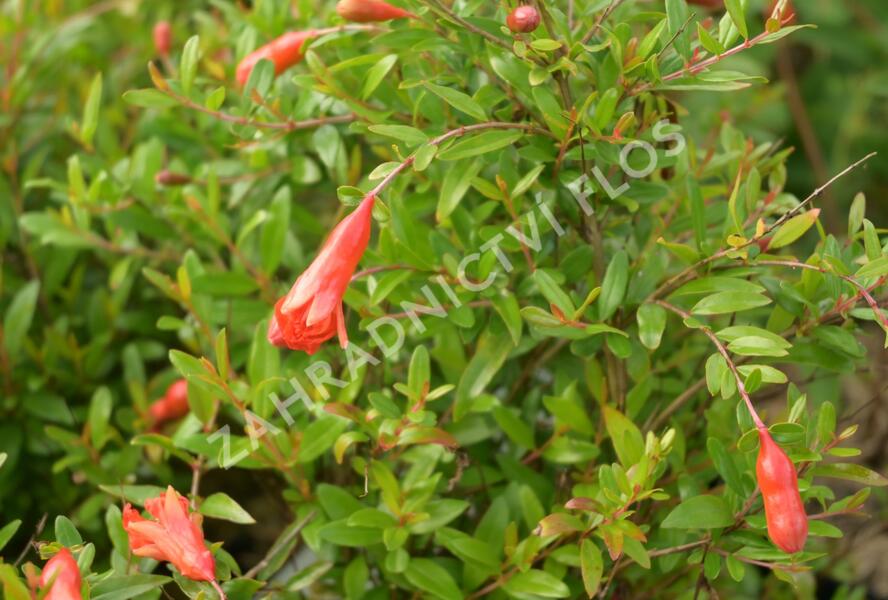 Marhaník 'Nana Gracilissima' - Punica granatum 'Nana Gracilissima'