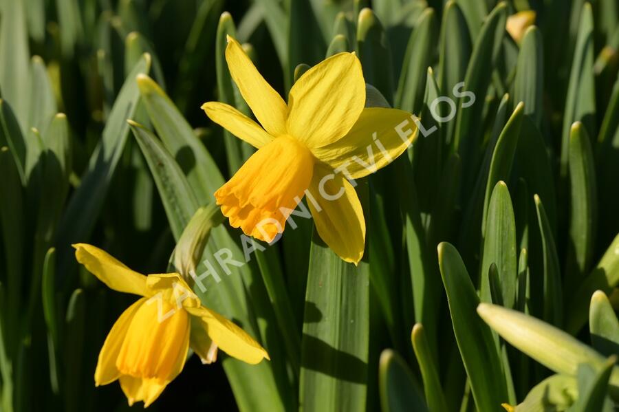 Narcis bramboříkokvětý 'Jetfire' - Narcissus cyclamineus 'Jetfire'