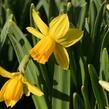 Narcis bramboříkokvětý 'Jetfire' - Narcissus cyclamineus 'Jetfire'