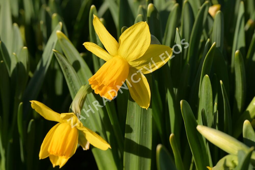 Narcis bramboříkokvětý 'Jetfire' - Narcissus cyclamineus 'Jetfire'