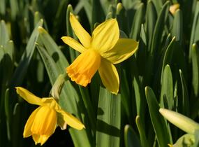Narcis bramboříkokvětý 'Jetfire' - Narcissus cyclamineus 'Jetfire'