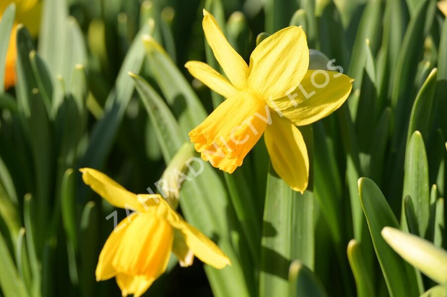 Narcis bramboříkokvětý 'Jetfire' - Narcissus cyclamineus 'Jetfire'