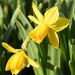 Narcis bramboříkokvětý 'Jetfire' - Narcissus cyclamineus 'Jetfire'