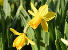 Narcis bramboříkokvětý 'Jetfire' - Narcissus cyclamineus 'Jetfire'