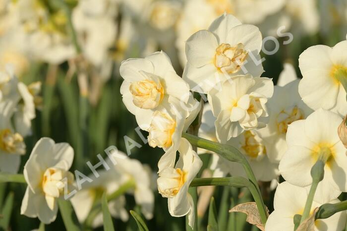 Narcis 'Cheerfulness' - Narcissus 'Cheerfulness'