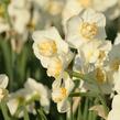 Narcis 'Cheerfulness' - Narcissus 'Cheerfulness'