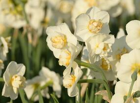 Narcis 'Cheerfulness' - Narcissus 'Cheerfulness'