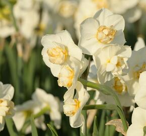 Narcis 'Cheerfulness' - Narcissus 'Cheerfulness'