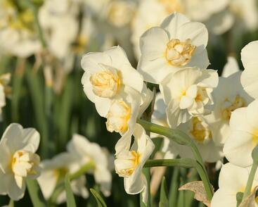 Narcis 'Cheerfulness'