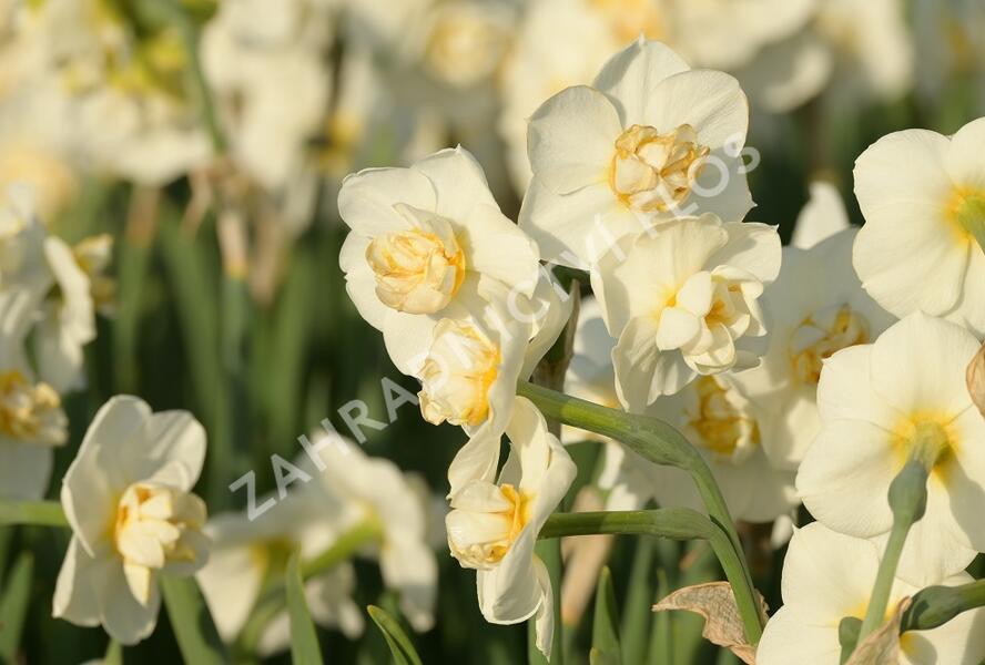 Narcis 'Cheerfulness' - Narcissus 'Cheerfulness'