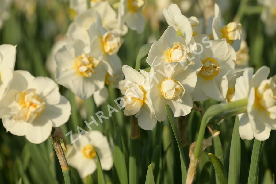 Narcis 'Cheerfulness' - Narcissus 'Cheerfulness'