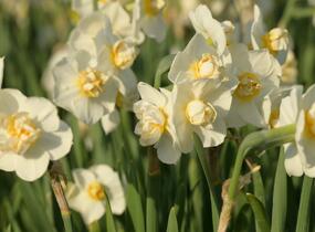 Narcis 'Cheerfulness' - Narcissus 'Cheerfulness'