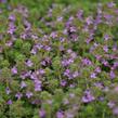 Mateřídouška časná 'Pink Chintz' - Thymus praecox 'Pink Chintz'