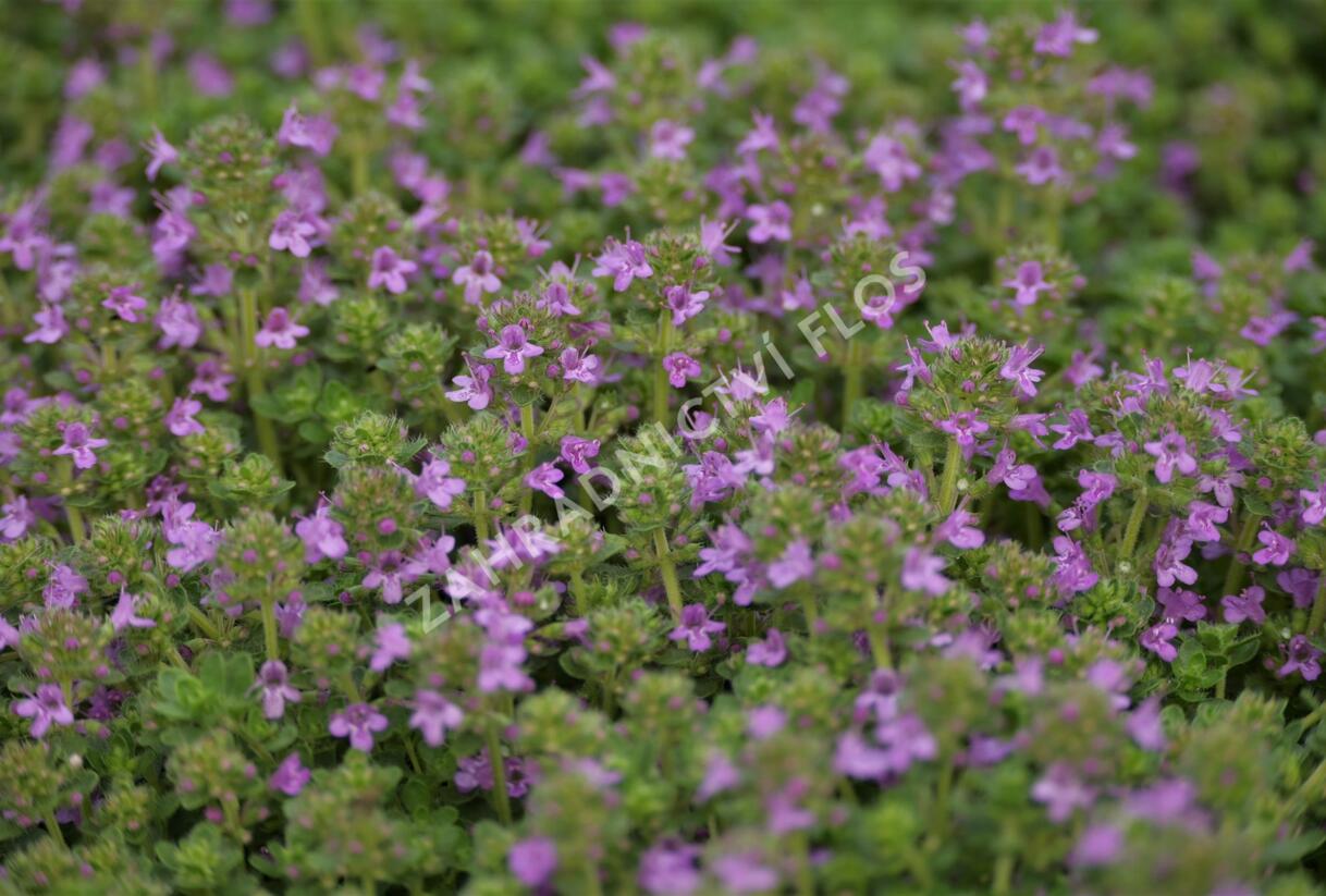 Mateřídouška časná 'Pink Chintz' - Thymus praecox 'Pink Chintz'