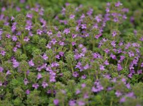 Mateřídouška časná 'Pink Chintz' - Thymus praecox 'Pink Chintz'