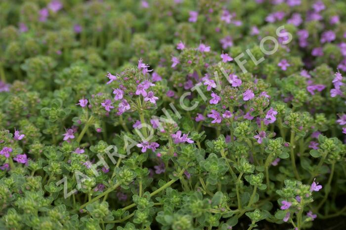 Mateřídouška časná 'Pink Chintz' - Thymus praecox 'Pink Chintz'