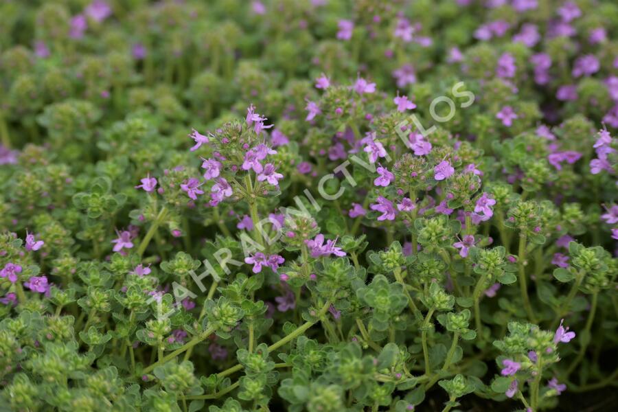 Mateřídouška časná 'Pink Chintz' - Thymus praecox 'Pink Chintz'