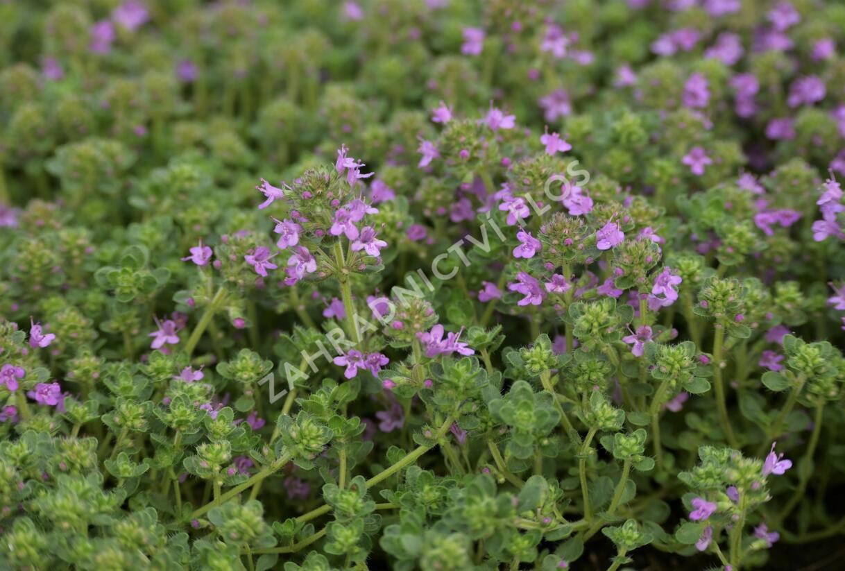 Mateřídouška časná 'Pink Chintz' - Thymus praecox 'Pink Chintz'