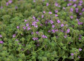 Mateřídouška časná 'Pink Chintz' - Thymus praecox 'Pink Chintz'