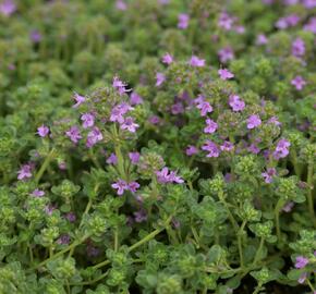 Mateřídouška časná 'Pink Chintz' - Thymus praecox 'Pink Chintz'